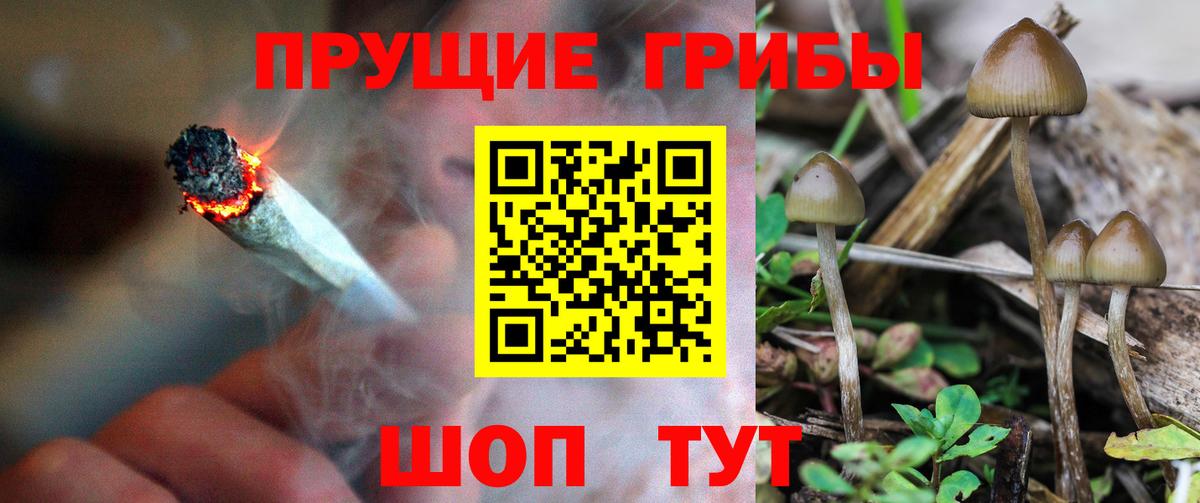 Псилоцибиновые грибы Psilocybine cubensis Самара